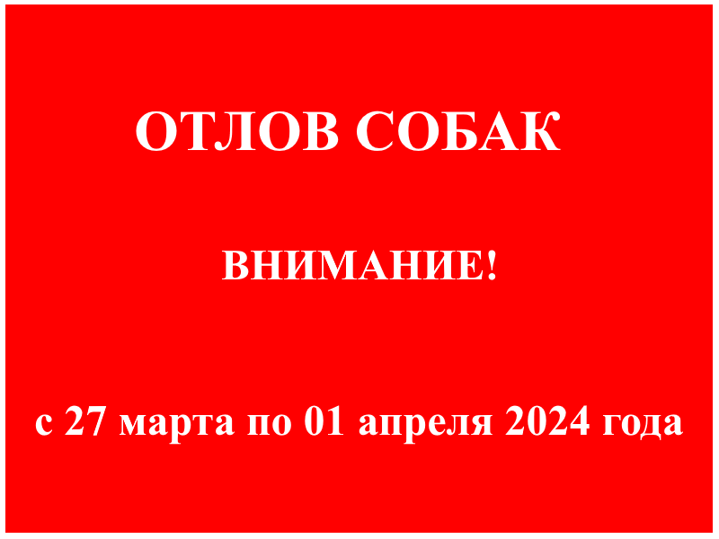 Отлов собак!.